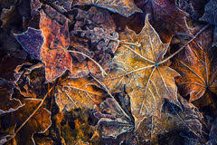 Fall Driving Safety Tips: Are Wet Leaves Slicker Than Ice?